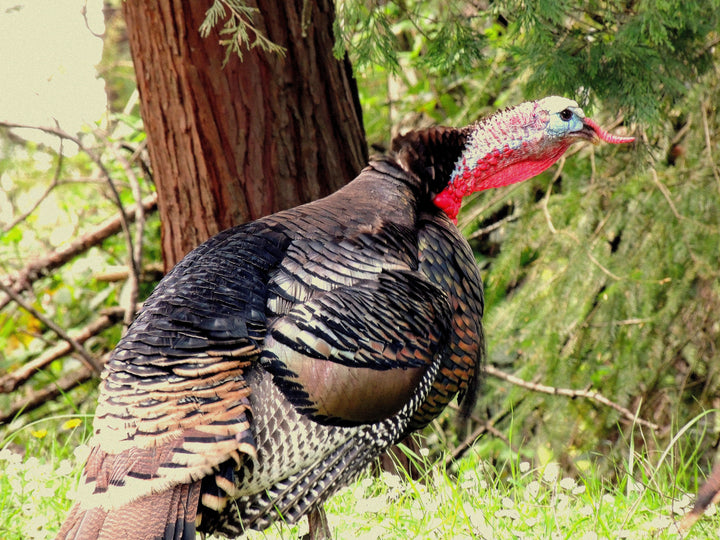 Wild Turkey Hunting
